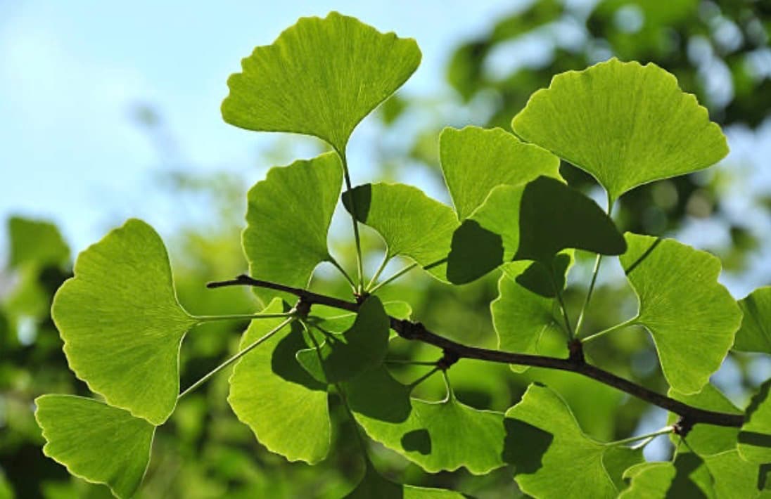 Ginkgo leaves