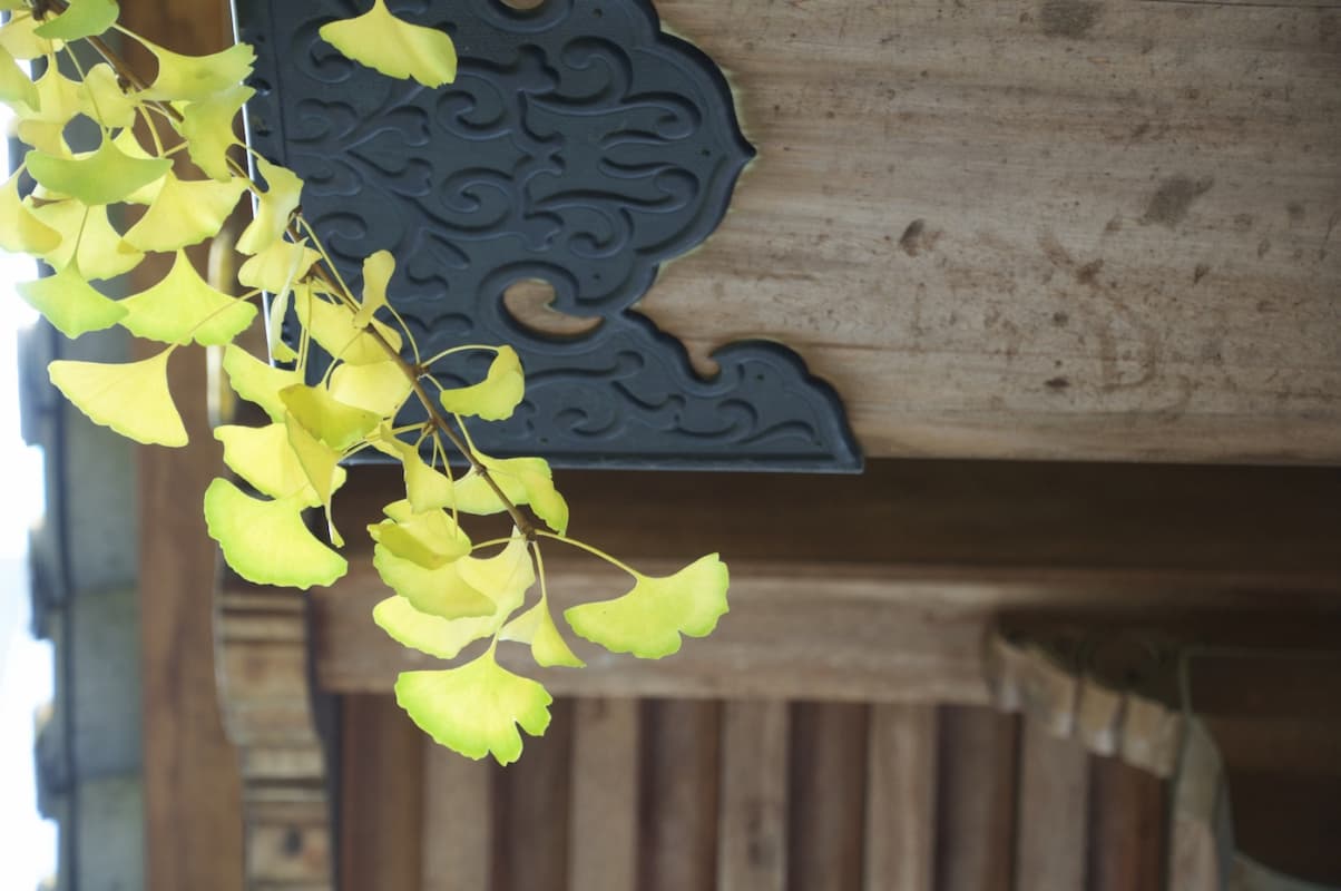 Yellowing ginkgo leaves